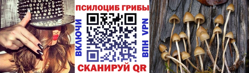 хочу   нарко площадка официальный сайт  Псилоцибиновые грибы Cubensis  Подольск 